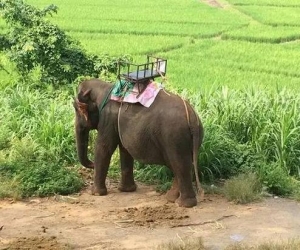 为什么不应该去泰国骑大象