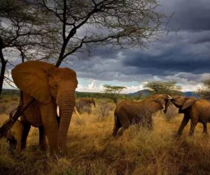 国家地理摄影师的呆萌日常：把大象装进镜头分几步