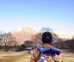 这2只猫咪比旅行博主还会玩 8年打卡上千景点