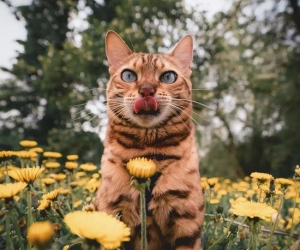 <b>另类博主带猫环游世界 拍下奇幻猫片圈粉160w</b>