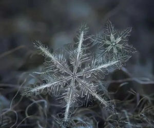 外国小哥花九年时间 只为拍一朵雪花